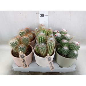 Cactus   ...mix