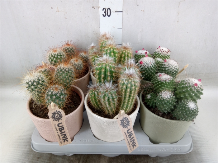 <h4>Cactus   ...mix</h4>