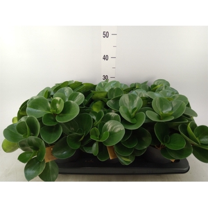 Peperomia obt. 'Green Gold'