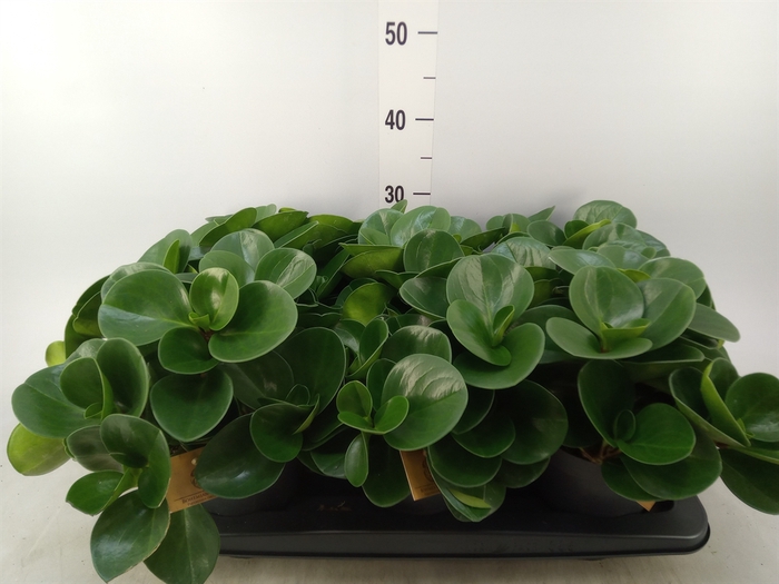 <h4>Peperomia obt. 'Green Gold'</h4>