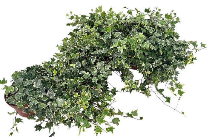 <h4>HED HE WHITE RIPPLE</h4>