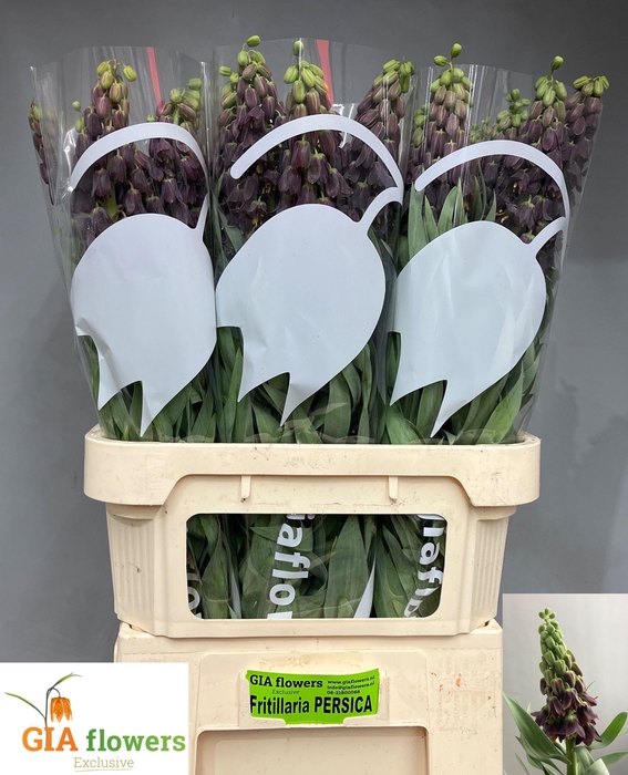 <h4>FRIT PERSICA</h4>