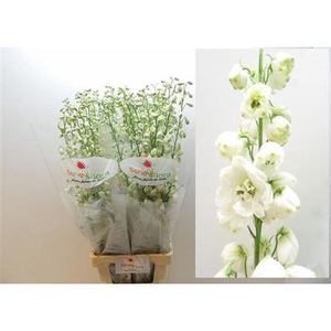 Delph Du Guard White