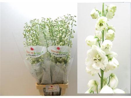 <h4>Delph Du Guard White</h4>
