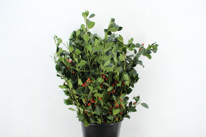 <h4>HULST GREEN 300GR</h4>