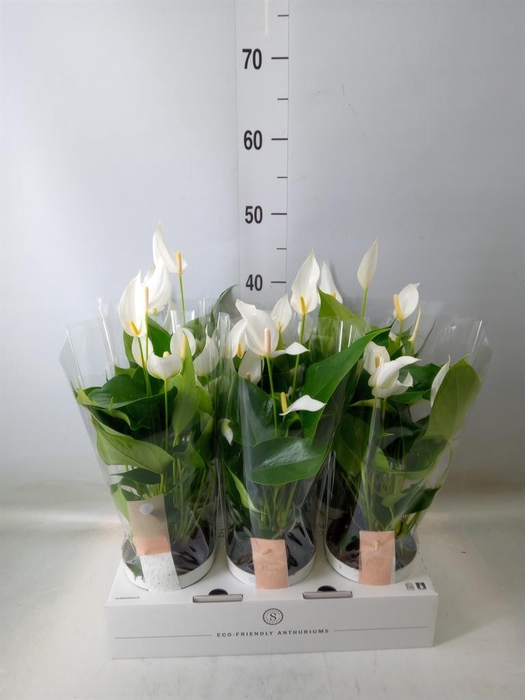 <h4>Anthurium  'Banderola Cava'</h4>