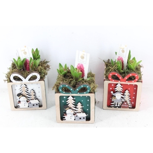 arr4 Hyacint FL - Christmas present mix