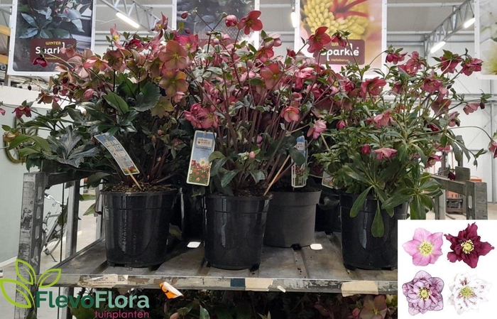 <h4>HELL ORIENTALIS</h4>