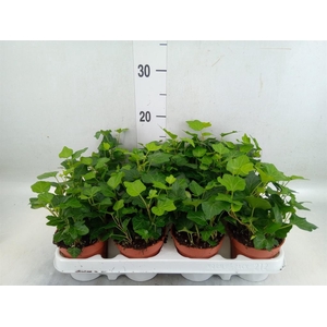 Hedera helix 'Wonder'