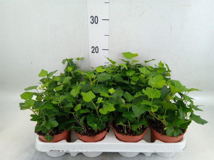 <h4>Hedera helix 'Wonder'</h4>