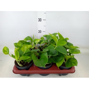 Epipremnum pinn. 'Global Green'