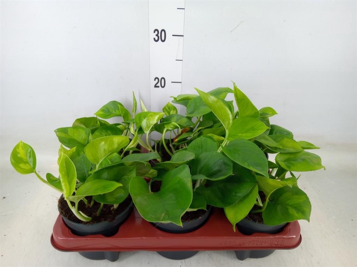 <h4>Epipremnum pinn. 'Global Green'</h4>