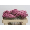 Ozothamnus Booming Pink