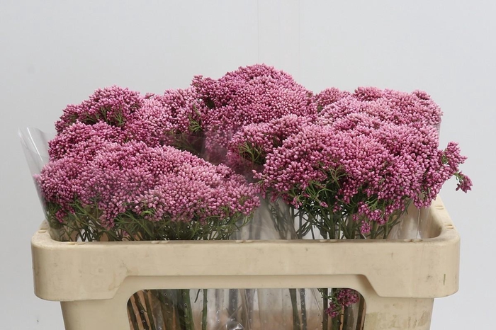 <h4>Ozothamnus Booming Pink</h4>