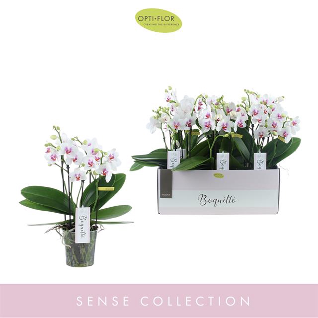 PHAL OPTI BOQUETTO PASSIONE 3-5 SPIKE