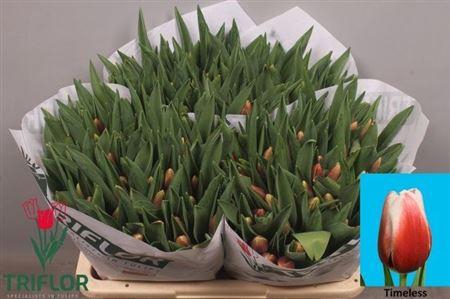 <h4>Tu En Timeless</h4>