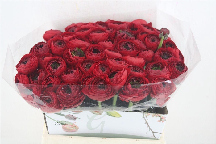 <h4>Ran Cloni 1 Tango</h4>