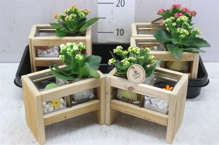 <h4>Arr 2276 Hout + 2 Glaspotjes</h4>