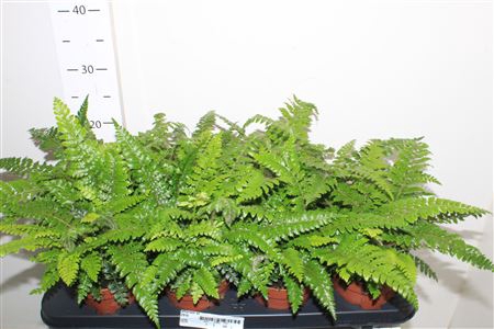 <h4>Athyrium Ov</h4>