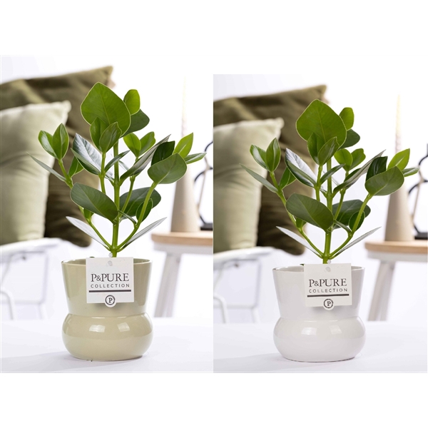 <h4>Clusia Rosea Princess in P&PURE Plant Vase Maxima ass. 2</h4>