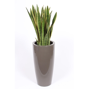 Sansevieria Laurentii in Santorini pot 