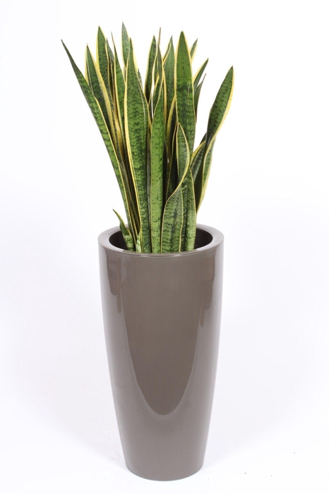 <h4>Sansevieria Laurentii in Santorini pot "taupe"</h4>