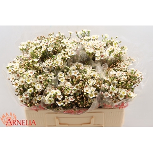 Chamelaucium Janelle