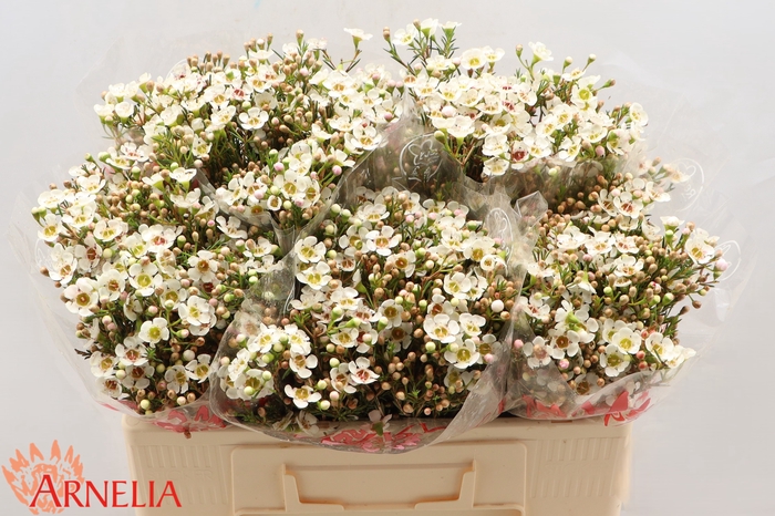 <h4>Chamelaucium Janelle</h4>