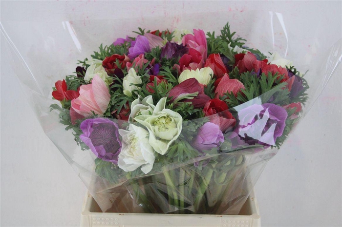 <h4>Anem Mistral Super Mix</h4>