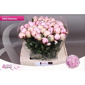 PAEO L REINE HORTENS