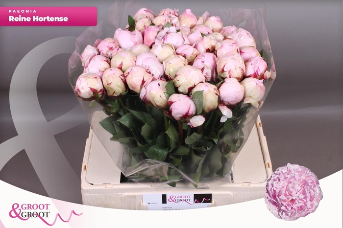 <h4>PAEO L REINE HORTENS</h4>