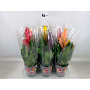 Vriesea   ...mix 6