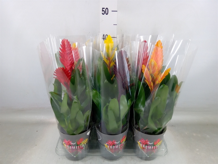 <h4>Vriesea   ...mix 6</h4>