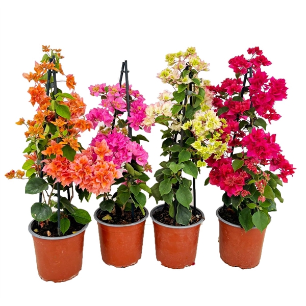 <h4>Bougainvillea</h4>