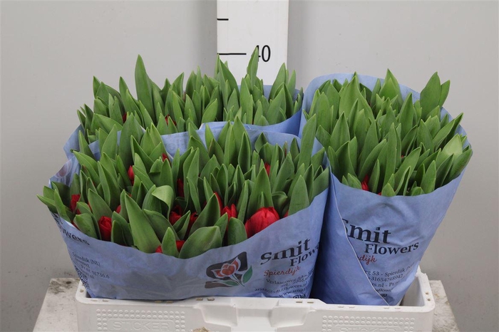 <h4>Tu En Make A Wish</h4>