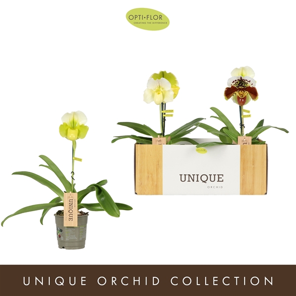 <h4>Paphiopedilum Mix 12 cm</h4>