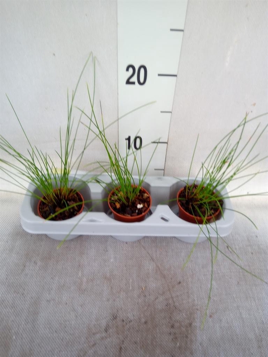 <h4>Planten   ... L%</h4>