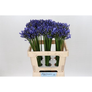 AGAPANTHUS URI*