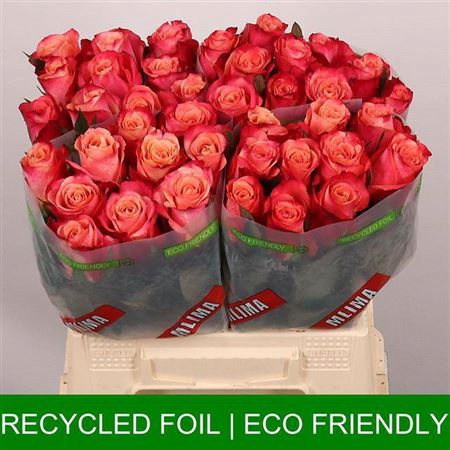 <h4>Rosa a grande fleur Helene</h4>