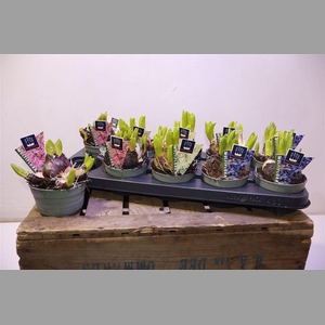 Hyacin Mult Gem 3 Kl