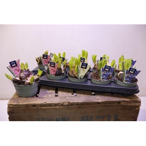 Hyacin Mult Gem 3 Kl