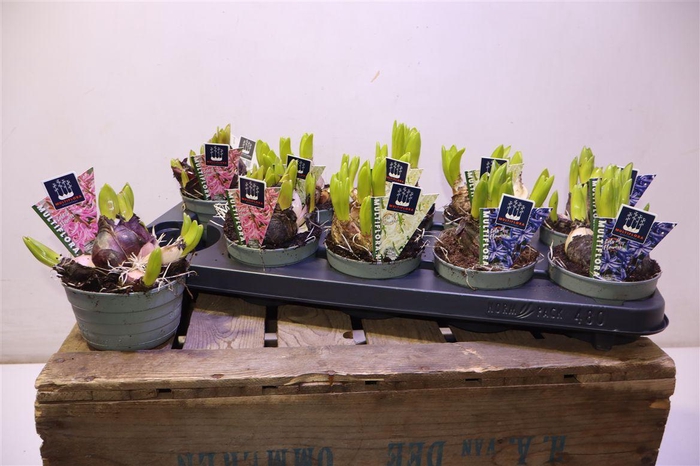 <h4>Hyacin Mult Gem 3 Kl</h4>