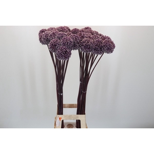 Allium Summer Drummer