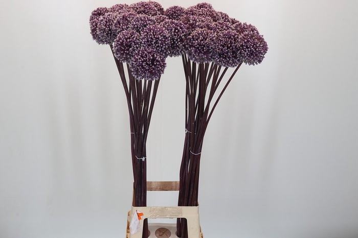 Allium Summer Drummer