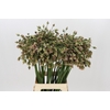 Allium Nectaroscordum Siculum