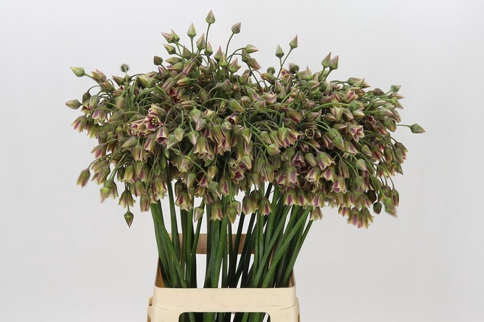 <h4>Allium Nectaroscordum Siculum</h4>