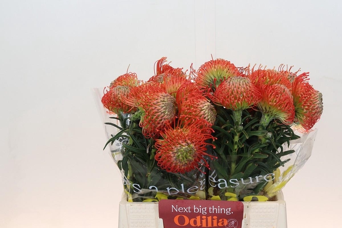 <h4>Nutans Succession</h4>