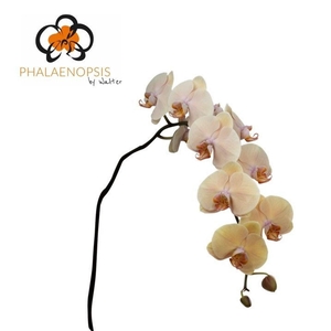 Phalaenopsis  'Royal Peach'