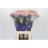Ozothamnus Cooks Pink