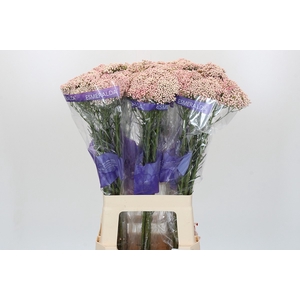 Ozothamnus Cooks Pink